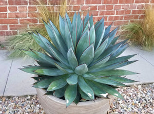 Blue Glow Agave, A. attenuata x A. ocahui, live plant