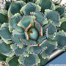 Load image into Gallery viewer, Dwarf Butterfly Agave, Agave potatorum, Kichiokan variegata
