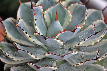 Load image into Gallery viewer, Dwarf Butterfly Agave, Agave potatorum, Kichiokan variegata
