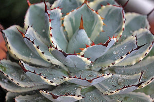 Dwarf Butterfly Agave, Agave potatorum, Kichiokan variegata