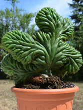 Load image into Gallery viewer, Crested San Pedro
