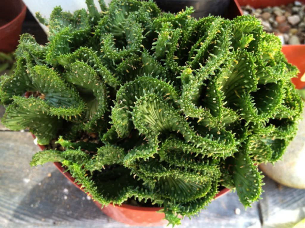 crested medusa succulent Euphorbia Flanaganii f. Cristata, Crested Medusa, RARE, Cactus, succulent,  live plant, LIMITED