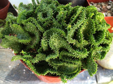 Load image into Gallery viewer, Euphorbia Flanaganii f. Cristata, Crested Medusa, RARE, Cactus, succulent, live plant, LIMITED
