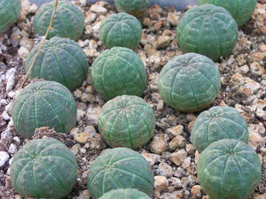 Obesa, baseball plant, succulent, cactus, live plant