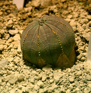 Obesa, baseball plant, succulent, cactus, live plant