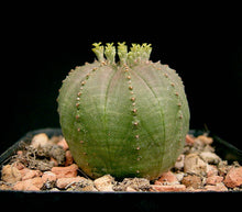 Load image into Gallery viewer, Obesa, baseball plant, succulent, cactus, live plant
