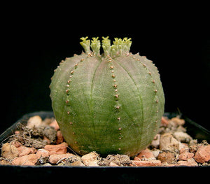 Obesa, baseball plant, succulent, cactus, live plant