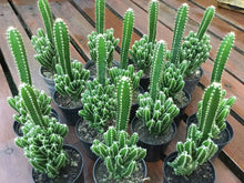 Load image into Gallery viewer, Fairy Castle Cactus, Acanthocereus Tetragonus Monstrose, Cactus, Succulent, Live Plant
