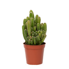 Load image into Gallery viewer, Fairy Castle Cactus, Acanthocereus Tetragonus Monstrose, Cactus, Succulent, Live Plant
