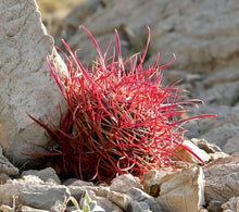 Load image into Gallery viewer, Fire Barrel Cactus, Mexican Fire Barrel, Ferocactus gracilis, Cactus, Succulent, Live Plant
