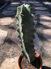 Load image into Gallery viewer, Stenocereus pruinosus, Gray Ghost Organ Pipe, cactus, succulent, live plant
