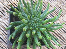Load image into Gallery viewer, Medusa&#39;s Head Cactus, flanaganii, muirii, caput-medusa, cactus, succulent, Live Plant
