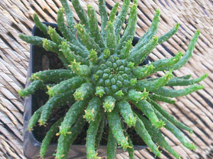 Medusa's Head Cactus, flanaganii, muirii, caput-medusa, cactus, succulent, Live Plant