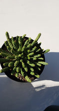 Load image into Gallery viewer, Medusa&#39;s Head Cactus, flanaganii, muirii, caput-medusa, cactus, succulent, Live Plant
