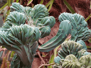 Crested Blue Candle, myrtillocactus geometrizans cristata, Crested Blue Flame, Crested Blue Myrtle, Live plant, cactus, succulent