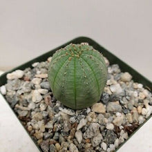 Load image into Gallery viewer, Obesa, baseball plant, succulent, cactus, live plant
