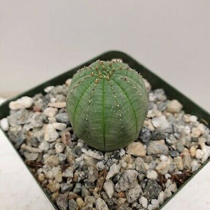 Obesa, baseball plant, succulent, cactus, live plant