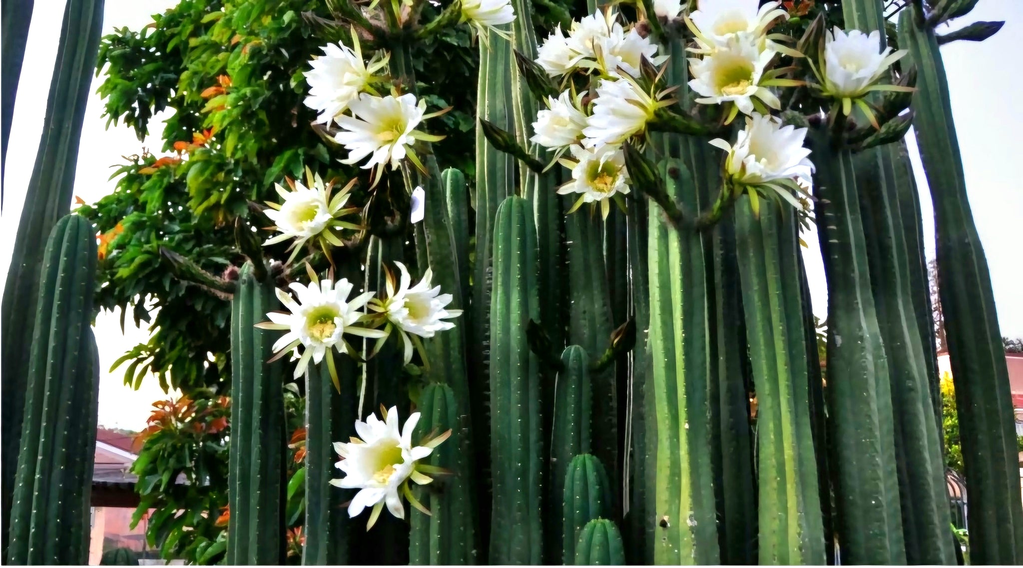 cactus san pedro argentina San Pedro, Echinopsis pachanois,Trichocereus Pachanoi, Cactus, Succule – Desert Noir