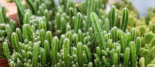 Load image into Gallery viewer, Fairy Castle Cactus, Acanthocereus Tetragonus Monstrose, Cactus, Succulent, Live Plant
