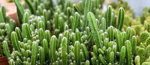 Fairy Castle Cactus, Acanthocereus Tetragonus Monstrose, Cactus, Succulent, Live Plant