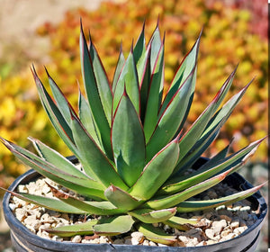 Blue Glow Agave, A. attenuata x A. ocahui, live plant