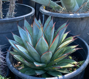 Blue Glow Agave, A. attenuata x A. ocahui, live plant