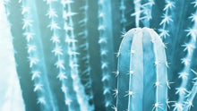 Load image into Gallery viewer, Stenocereus pruinosus, Gray Ghost Organ Pipe, cactus, succulent, live plant
