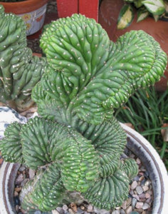 Crested San Pedro