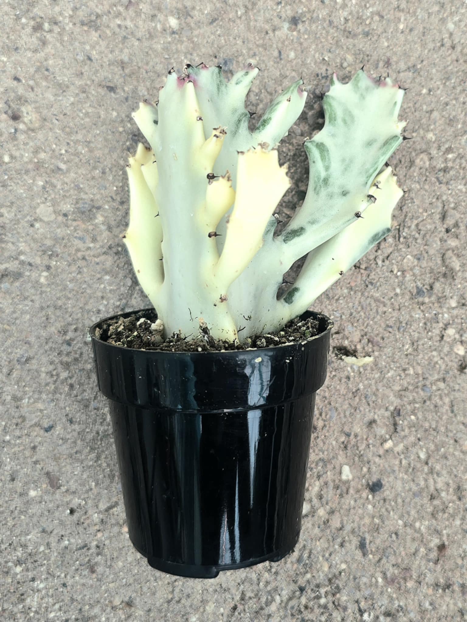 white ghost succulent Euphorbia White Ghost – Euphorbia Lactea Live Succulent Cactus, Dragon – Desert Noir