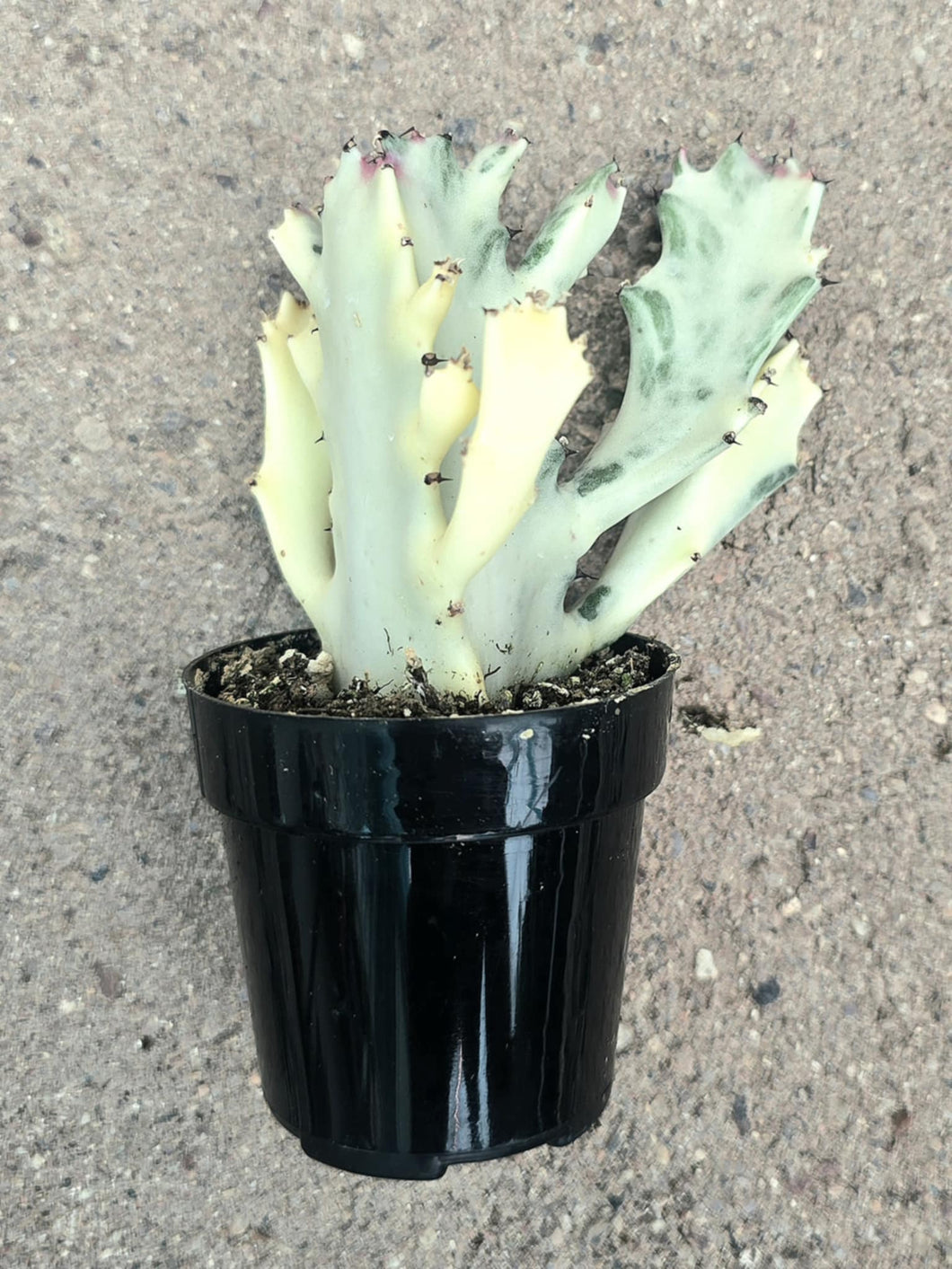 Euphorbia White Ghost – Euphorbia Lactea Live Succulent Cactus, Dragon Bones Tree, Grey Ghost, Candelabra Spurge Plant