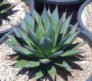 Blue Glow Agave, A. attenuata x A. ocahui, live plant