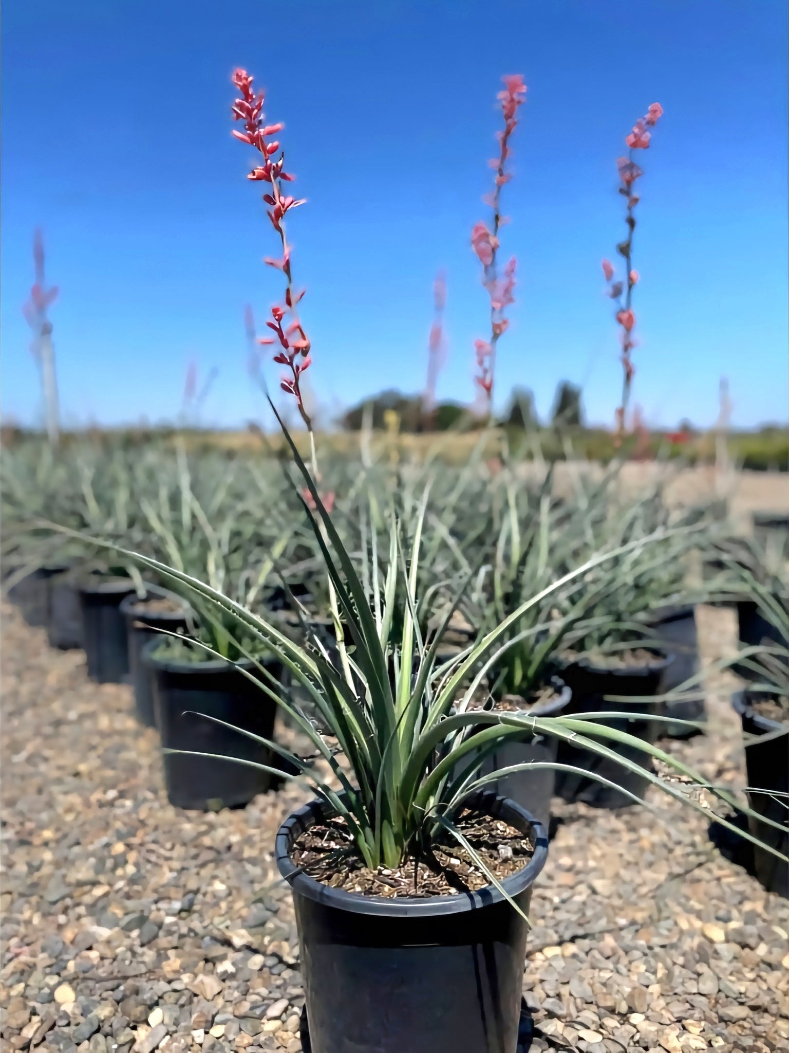 succulent yucca plant Red Yucca – Hesperaloe parviflora Live Plant, Drought-Tolerant Floweri – Desert Noir