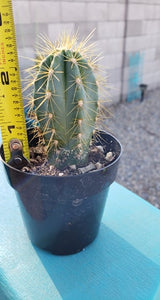 Blue Torch Cactus, Pilosocereus Azureus, Brazilian Blue Cactus, Live Plant, Cactus, Succulent