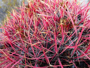 Fire Barrel Cactus, Mexican Fire Barrel, Ferocactus gracilis, Cactus, Succulent, Live Plant