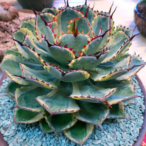 Dwarf Butterfly Agave, Agave potatorum, Kichiokan variegata