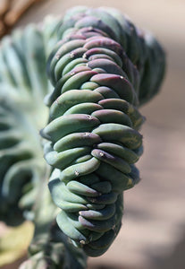 Dinosaur Back, myrtillocactus geometrizans f. cristata, cactus, succulent, live plant