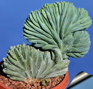 Dinosaur Back, myrtillocactus geometrizans f. cristata, cactus, succulent, live plant