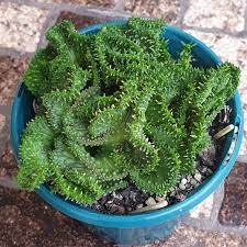 Euphorbia Flanaganii f. Cristata, Crested Medusa, RARE, Cactus, succulent, live plant, LIMITED