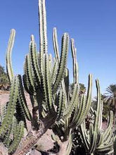 Load image into Gallery viewer, Stenocereus pruinosus, Gray Ghost Organ Pipe, cactus, succulent, live plant

