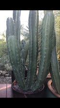Load image into Gallery viewer, Stenocereus pruinosus, Gray Ghost Organ Pipe, cactus, succulent, live plant
