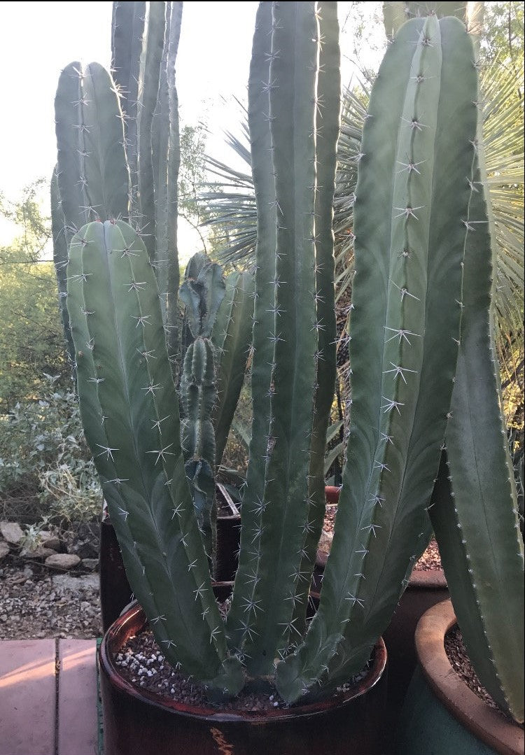 Stenocereus pruinosus, Gray Ghost Organ Pipe, cactus, succulent, live plant