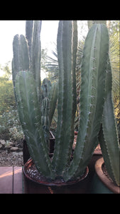 Stenocereus pruinosus, Gray Ghost Organ Pipe, cactus, succulent, live plant