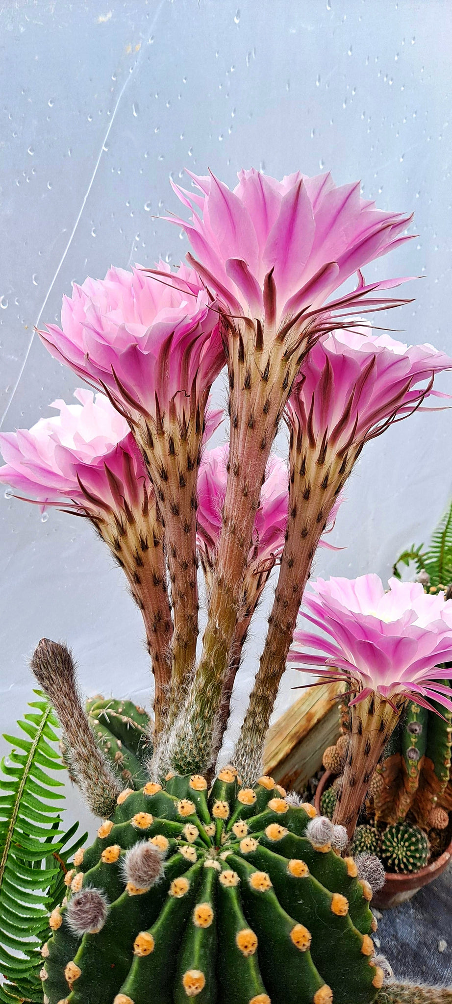 flower cactus succulent Easter Lilly Cactus, Echinopsis oxygona, cactus flower, cactus, succul – Desert Noir