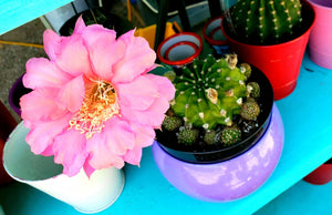 Easter Lilly Cactus, Echinopsis oxygona, cactus flower, cactus, succulent, live plant