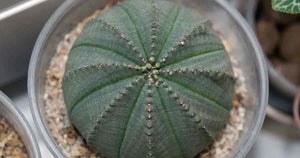 Obesa, baseball plant, succulent, cactus, live plant