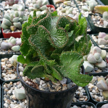 Load image into Gallery viewer, Euphorbia Flanaganii f. Cristata, Crested Medusa, RARE, Cactus, succulent, live plant, LIMITED
