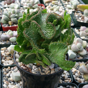 Euphorbia Flanaganii f. Cristata, Crested Medusa, RARE, Cactus, succulent, live plant, LIMITED