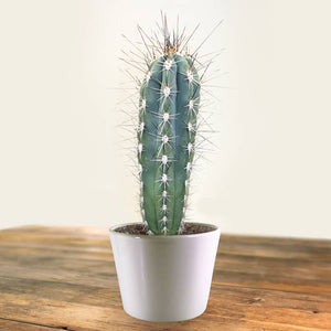 Toothpick cactus, Stetsonia coryne, Cactus, Succulent, Live Plant