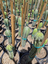 Load image into Gallery viewer, Stenocereus pruinosus, Gray Ghost Organ Pipe, cactus, succulent, live plant
