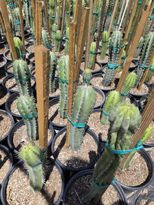 Stenocereus pruinosus, Gray Ghost Organ Pipe, cactus, succulent, live plant